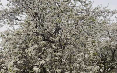 自宅近所の公園でマメナシ満開です