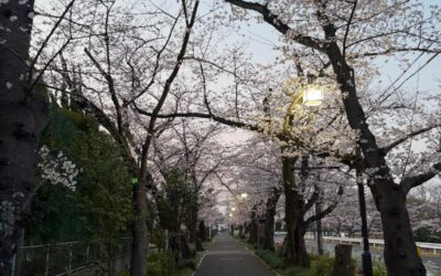 桜の季節になりました